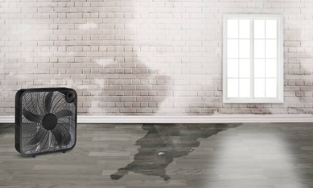 Best Water damage cleanup near me  in Brandon, SD